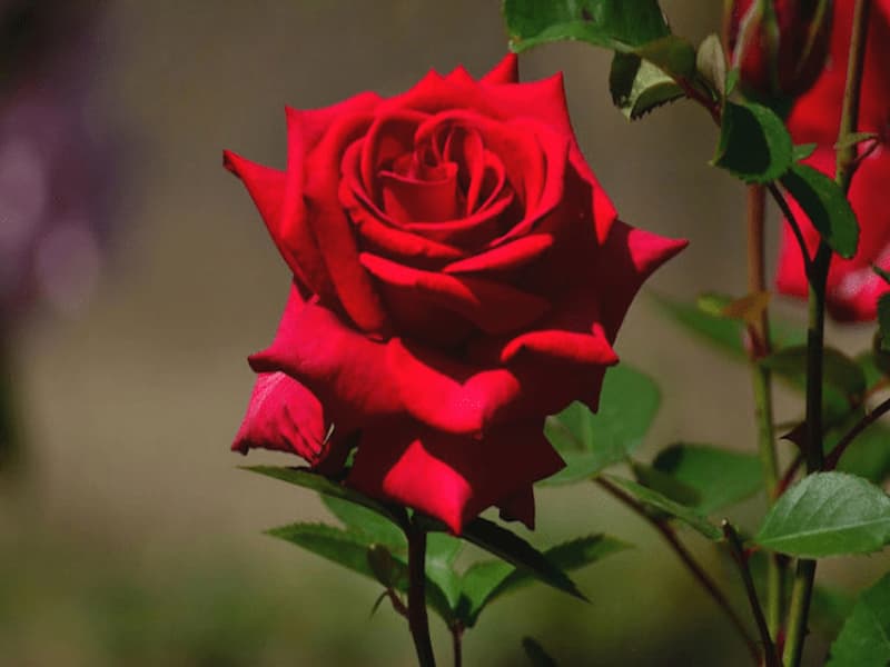 Hoa hồng là loài hoa quen thuộc với mọi người