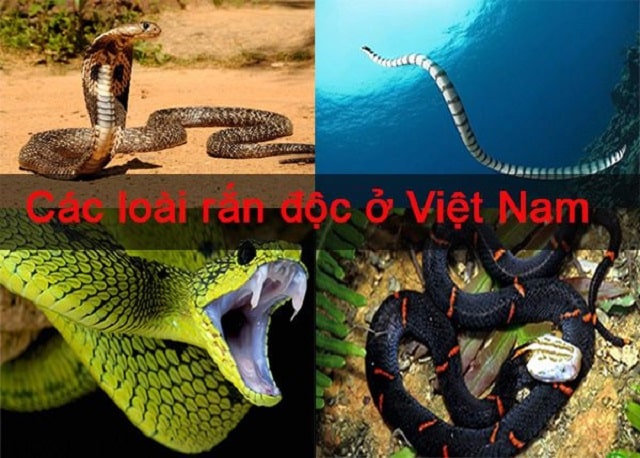 Các loài rắn độc nhất ở tại Việt Nam