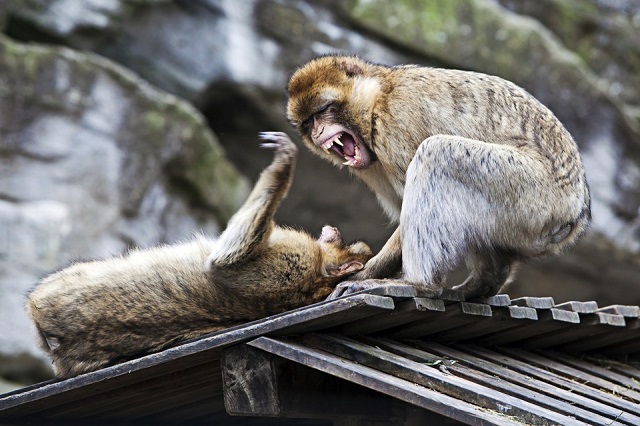 Người cầm tinh con Khỉ khá hung dữ trong các cuộc tranh luận