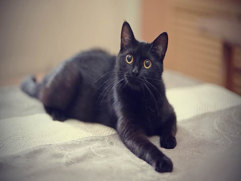 Mèo đen thường đem lại sự may mắn