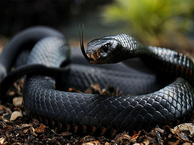 Mơ thấy rắn đen điềm tốt hay xấu?