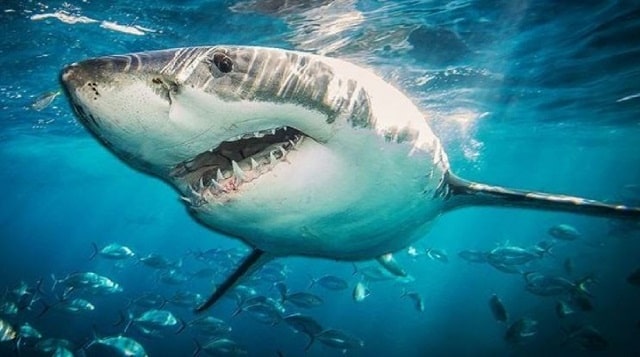 Nằm mơ thấy cá mập đánh đề con gì?