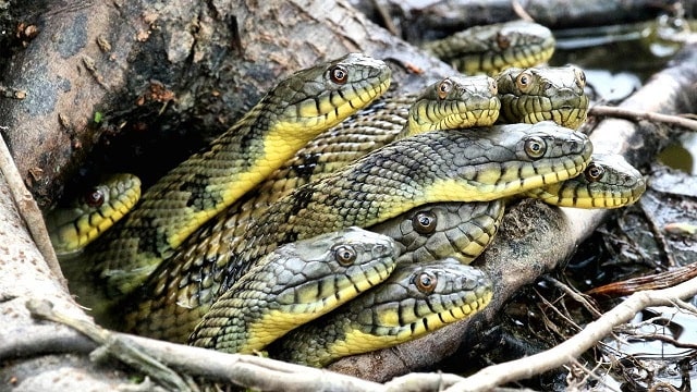 Lý giải giấc mơ thấy nhiều rắn đánh con gì? Điềm lành hay gở?