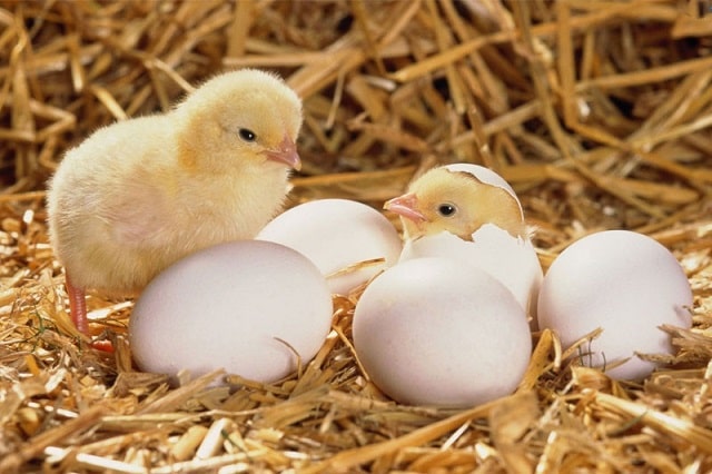 Góc giải mã: Mơ thấy trứng liệu có phải là điềm lành?