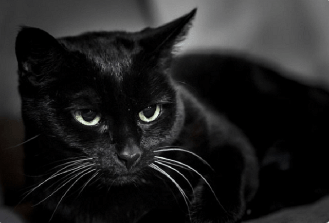Nằm mơ thấy mèo đen có ý nghĩa gì? Mơ thấy mèo đen đánh con gì?