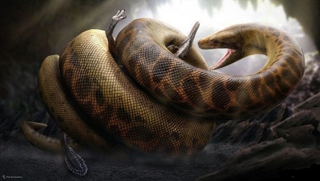 Lý giải giấc mơ thấy rắn to khổng lồ và con số may mắn