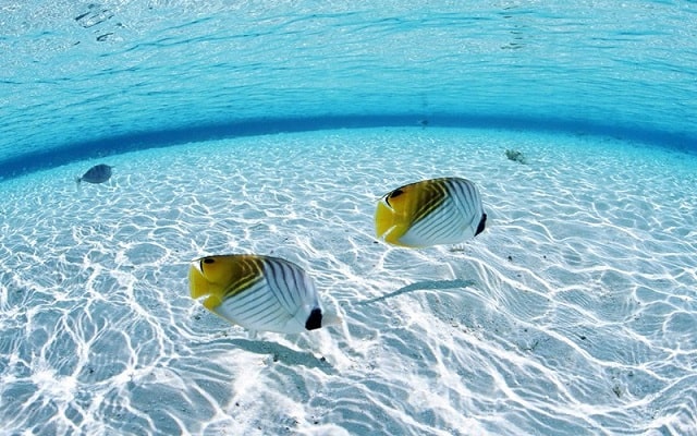 Mở khóa giấc mơ thấy cá bơi trong nước - Đánh đề số nào?