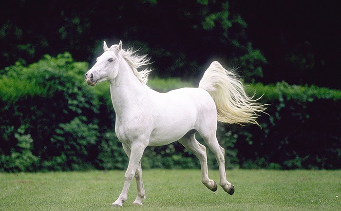 Điềm báo khi nằm mơ thấy ngựa trắng là gì? Nên đánh con gì khi gặp giấc mơ này?