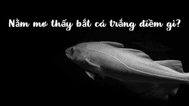 Nằm mơ thấy cá trắng điềm báo tốt hay xấu? Đánh con gì?