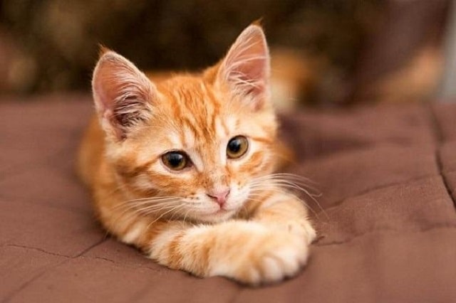 Giải mã giấc mơ: Mơ thấy mèo vàng có ý nghĩa gì?