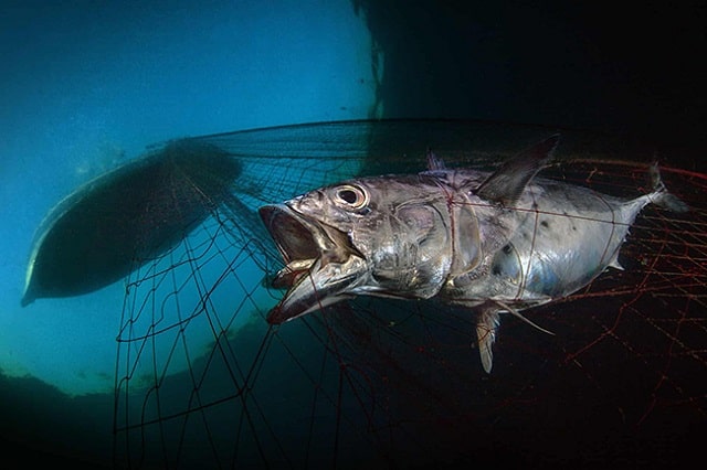 Khi nằm mơ thấy cá mắc lưới đánh con gì để trúng độc đắc?